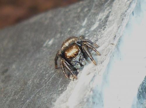Réf. 244 308 : Evarcha arcuata